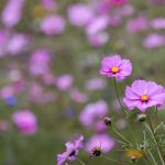 畅享线上娱乐体验,如何安全下载热门娱乐平台? hcr01pkv