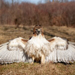 NBA篮球赛事全程高清直播就在www.nba直播 5gji9jjzl