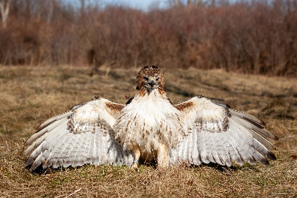 NBA篮球赛事全程高清直播就在www.nba直播 NBA篮球赛事全程高清直播就在www.nba直播