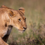 NBA篮球赛事现场直播:官方平台全程高清实时转播 ezojwmb1